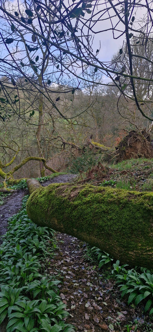 Field Notes: Above the path