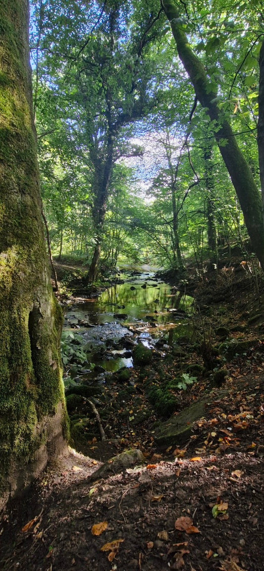 Field Notes: The Clough