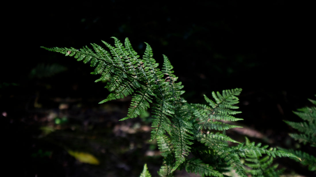 Walking in Circles: The Benefits of the Circular Economy